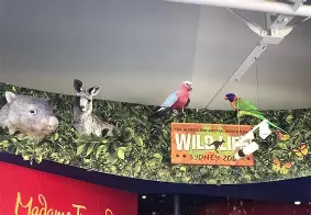 关于铁威之师,悉尼林园迎战迪拜迅雷的信息 关于铁威之师,悉尼林园迎战迪拜迅雷的信息